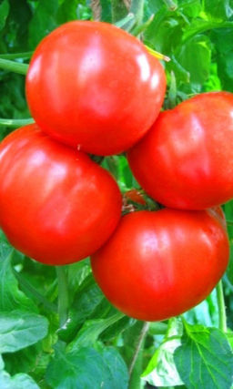 Томат ХЛЫНОВСКИЙ F1 Обильно урожайный! Невероятно сочный и сахаристый! Жаростойкий!