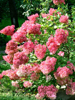 Гортензия метельчатая "Magical Fire" ("Мэджикал Файер") 2х-лет