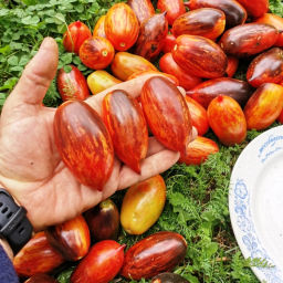 Помидоры - Гном Бой с Тенью