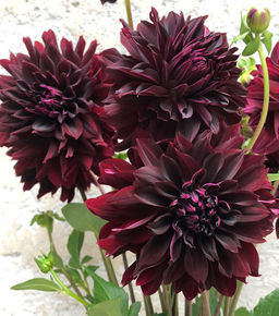 ГЕОРГИНА Рип Сити Разбор I Кол-во упак., шт 1