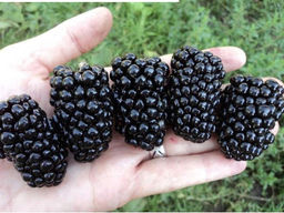 Ежевика Блэк Джем, ремонтантная