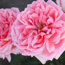 Роза флорибунда Кимоно - 7цветов фото 2