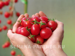 Томат Зимняя Вишня F1