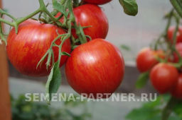 Томат Сердцевидный Полосатый - Партнер фото 5