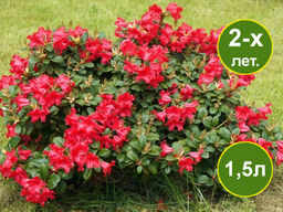 Рододендрон Scarlet Wonder (Скарлет Вондер)