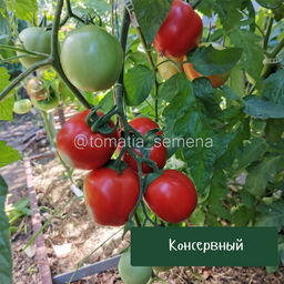 Консервный - Tomatia фото 3
