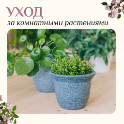 Цена за 3 шт. Набор садового инструмента для комнатных растений, 3 предмета: грабли, 2 лопатки, длина 24 см, деревянные ручки, Greengo