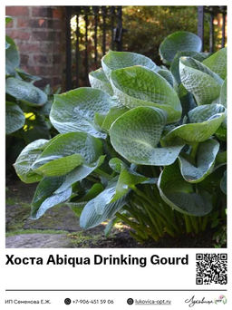 Хоста Abiqua Drinking Gourd