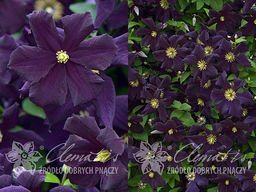 Клематис Романтика - Долина роз фото 2