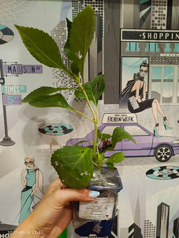 Гортензия крупнолистная Ю энд Ми Форевер