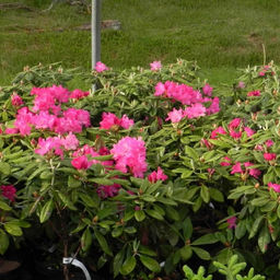 Рододендрон Хеллики - Долина роз фото 3