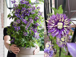 Клематис Тайга