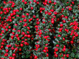 Кизильник Корал Бьюти - Долина роз фото 5