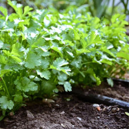 5137D Кориандр овощной Карибе 2гр