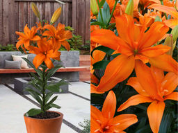 Лилия Скубиду - Долина роз фото 2