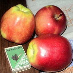 Яблоня Зимнее полосатое (саженец с этикеткой) 1шт