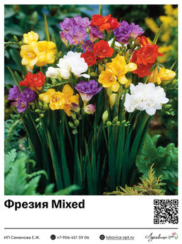 Фрезия Mixed (Махровая)