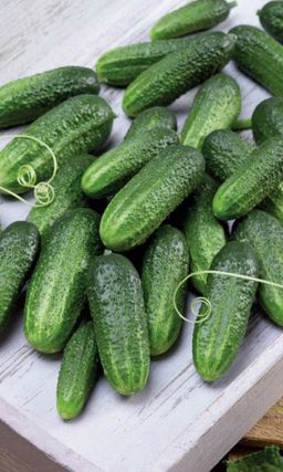 Огурец ЛЁНЯ F1 Он не халявщик, он партнёр! Мощное и продолжительное плодоношение! Изумительный вкус солёных огурчиков!