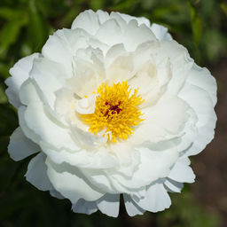 ПИОН Мисс Америка Разбор 2/3 n Кол-во упак., шт 1