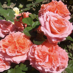 R354 НОТР ДАМ ДЮ РОЗЕР