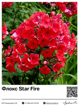 Флокс Star Fire (Метельчатый)