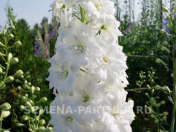 Дельфиниум Дабл Инносен - Партнер фото 3