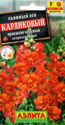 Львиный зев карликовый оранжево-красный 10шт. (Аэлита)