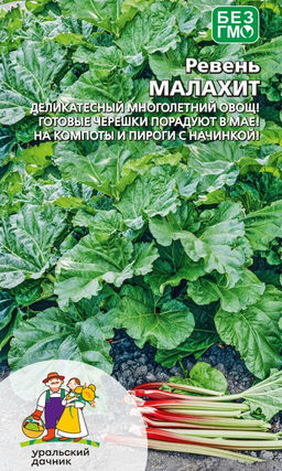 Ревень МАЛАХИТ Деликатесный многолетний овощ! Готовые черешки порадуют в мае! На компоты и пироги с начинкой!