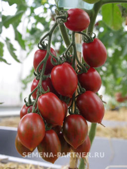 Томат Джессика - Партнер фото 5