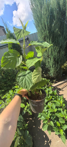 Гортензия Кандибелле Баблгам, горшок, С2-С3 - 1000корней фото 3