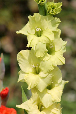 ГЛАДИОЛУС Грин Стар Разбор 10/12 Кол-во упак., шт 10