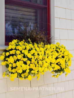 Виола ампельная Кул Вэйв Голден Еллоу - Партнер фото 6