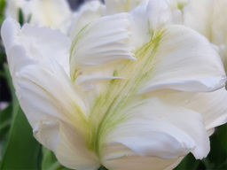 Тюльпан White Parrot (Уайт Пэррот) - Долина роз фото 3