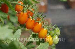 Томат Черри Ля Мур - Партнер фото 6