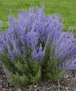 Перовския лебедолистная Блю Стил С3 Перовския лебедолистная Блю Стил С3