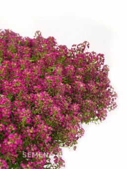 Алиссум морской Истер Боннет Дип Роуз - Партнер фото 4