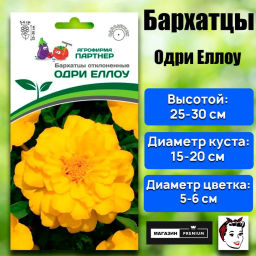 Бархатцы отклоненные Одри Еллоу - Партнер фото 2