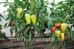 Перец сладкий Темп - Партнер фото 4