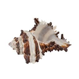 Blumentag / Zlatka DRF-026 Ракушки морские 3 шт. 6.3 см Vasum Cornigerum