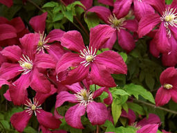 Клематис Мадам Джулия Корревон - Долина роз фото 9