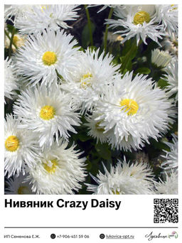 Нивяник Crazy Daisy (Наибольший)