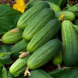 5041D Огурец Атос F1 5шт