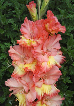 ГЛАДИОЛУС Манго Мьюз Разбор 10/12 Кол-во упак., шт 8