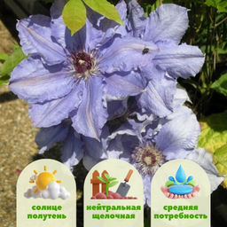 Клематис Вильям Кеннет - Долина роз фото 2