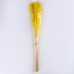 Сухоцвет Камыш набор 15 шт, цвет оранжевый - Simaland фото 5