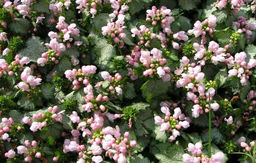 Яснотка пятнистая Бекон Сильвер - 1000корней фото 2