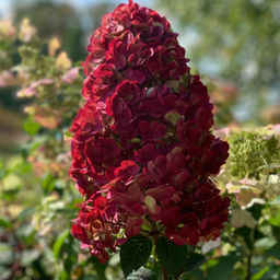 Гортензия метельчатая "Wim's Red" ("Вимс ред")