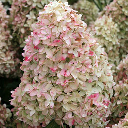 Гортензия метельчатая Меджикал кандл 2 года ЗКС тара 2л - Наша дача фото 2