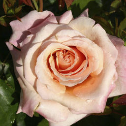 R391 ПОЛЬ РИКАРД