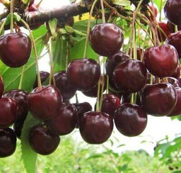 Вишня Стойкая обыкновенная (саженец с этикеткой) 1шт